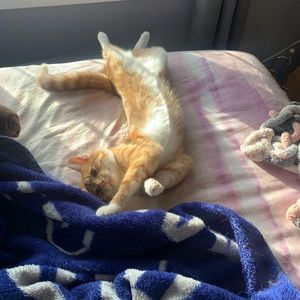 Meet your Posher, Samantha